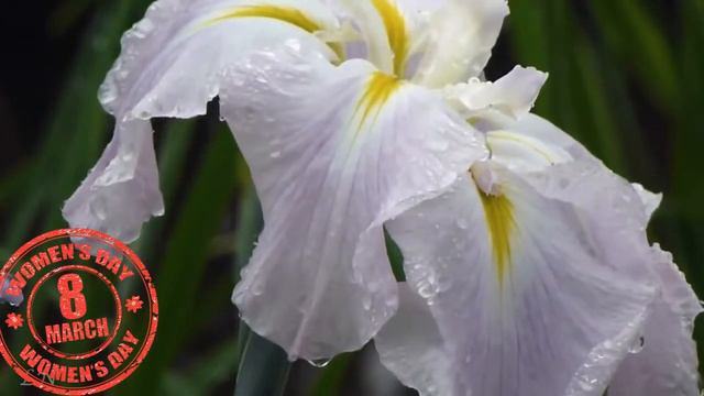 Поздравление женщинам от Юрия Украинчука