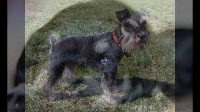 MINIATURE SCHNAUZER - ЦВЕРГШНАУЦЕР