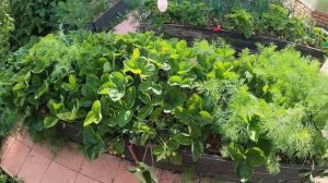 Чудо Клубника Альба! Земляника садовая, крупноплодная.