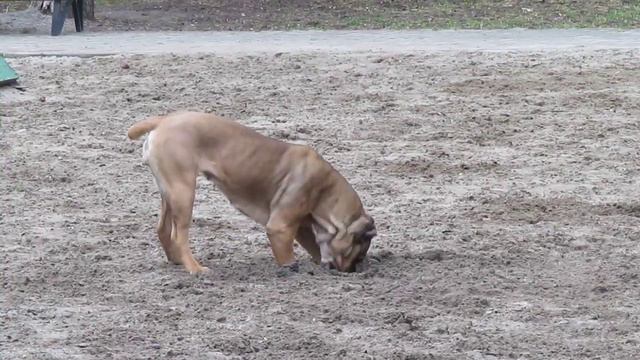 пёс роет яму в песке Dog Digs A Hole In The Sand