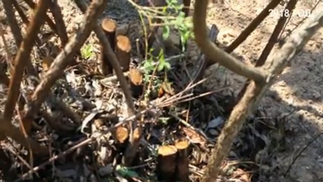 Обрезаем и омолаживаем спирею серую "Грефшайм" смотреть онлайн