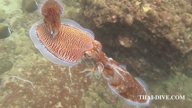 Каракатицы смотреть онлайн