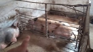Ошибки Начинающих Свиноводов//Почему не Растут Поросята//