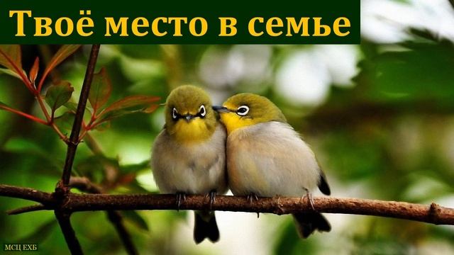 "Твоё место в семье". С. Бачкала. МСЦ ЕХБ смотреть онлайн