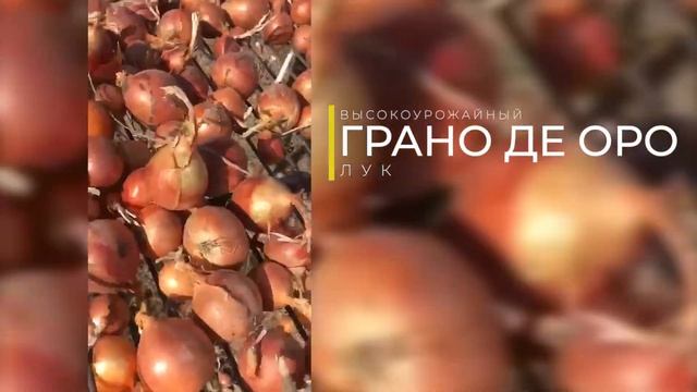 ВЫСОКОУРОЖАЙНЫЙ ЛУК ВЫСОКОГО КАЧЕСТВА! #лук #выращиваниелука смотреть онлайн