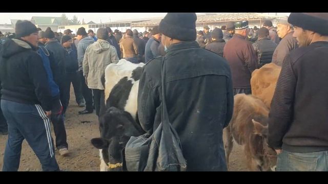 Namangan Tumani Tepaqo‘rg‘on Chorva Bozori 25-noyabr.