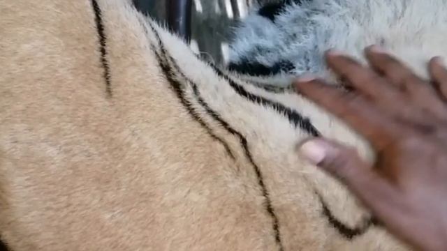 How to feed tiger cubs / how to born tiger #tiger #bengaltiger #babytiger #srilanka смотреть онлайн