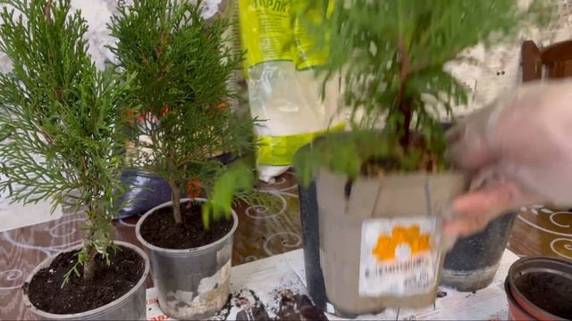 Пересадка Туи.