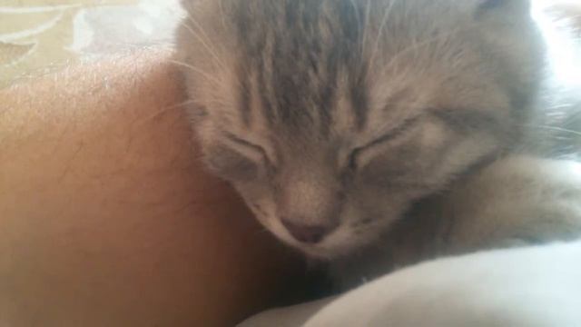 Котёнок храпит , полный угар смотреть онлайн