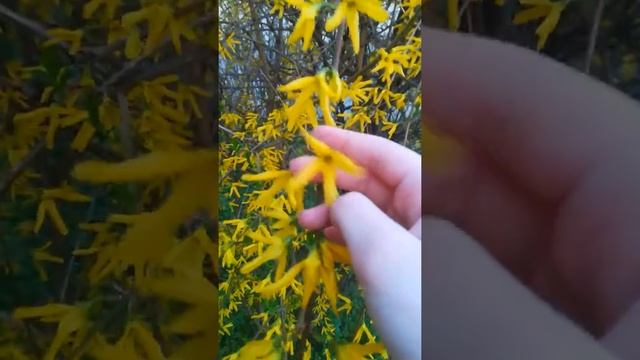 Forsythia Suspensa