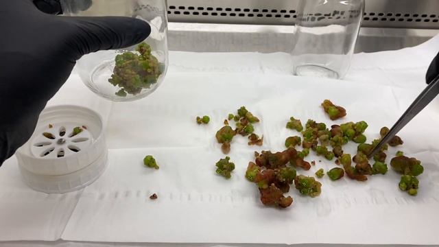 Cactus temporary immersion tissue culture system Astrophytum asteria смотреть онлайн