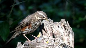 Чем Дрозды кормят Птенцов? Chicks in Nest