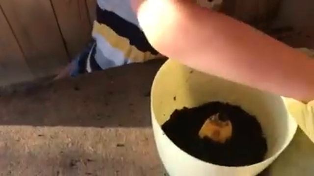 Я сажу гибрид банана и киви смотреть онлайн