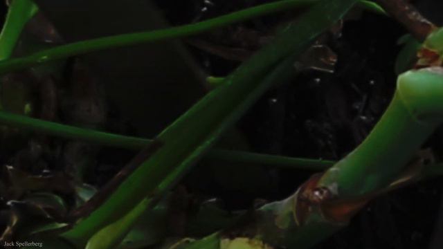 Monstera Update And Propagation смотреть онлайн