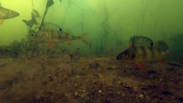 ПЕРВЫЙ ЛЕД!!! Раздача ОКУНЯ на ЧЕРТИКА!!! Подводная съемка поклевок. Зимняя рыбалка 2018. смотреть онлайн