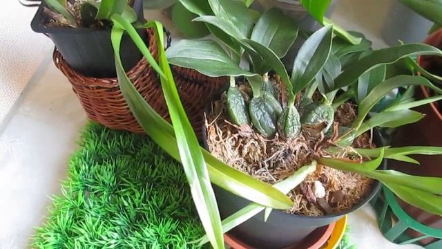 Для любителей орхидей: новичков  и не только !