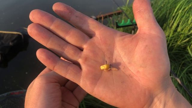 Поймать 50 кг карпа и леща / Рыбалка с ночевкой / Ловля на один крючок смотреть онлайн