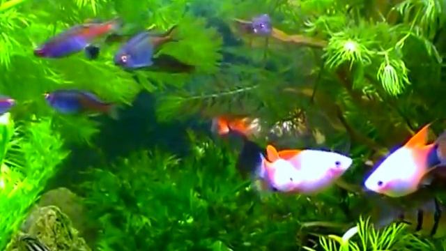 Aquarium. Мой аквариум 100литров.