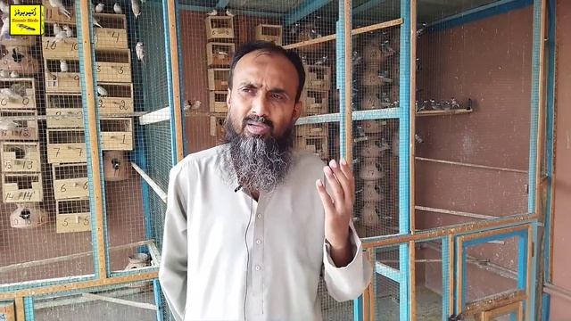 100 Pair Java Colony|جاوا لگاؤ منافع کماؤ|Zunair Birds смотреть онлайн