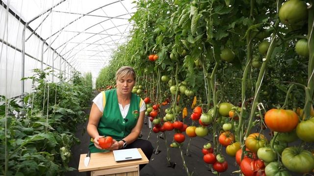 Томат Супербомба (Народное тестирование 2019) - Обзор №12 смотреть онлайн