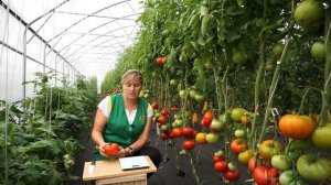 Томат Супербомба (Народное тестирование 2019) - Обзор №12