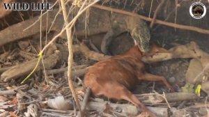VIRAL ||| Komodo Dragon Kills Goat Alive Full HD