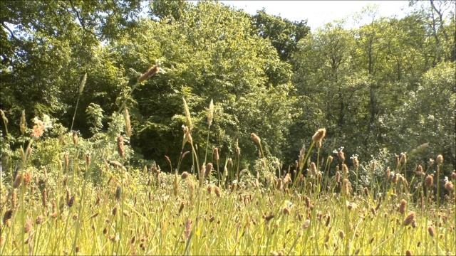 Bircham Nature Reserve, Plymouth (taken with a Panasonic X800) смотреть онлайн