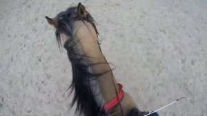 Конная тренировка от первого лица|| Equestrian Blog?