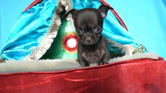 Чихуахуа девочка шоколад без белого рождена 27.09.21 смотреть онлайн
