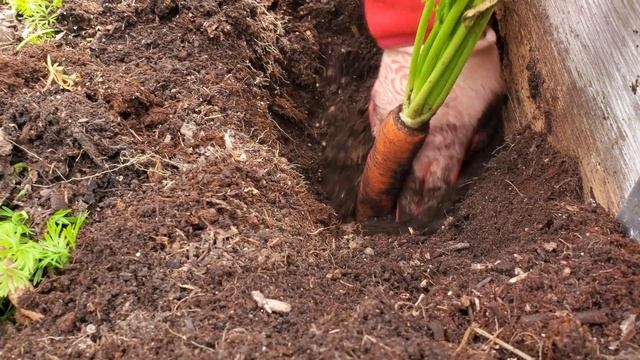 Winter Garden Prep, Pruning Plumcot Tree & Planting Garlic for Spring смотреть онлайн