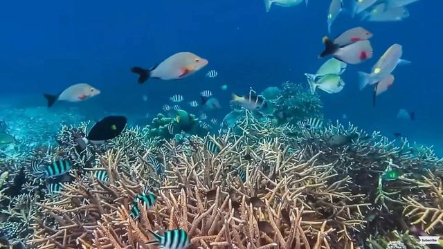 TOP 10 MOST DANGEROUS Ocean Creature Part 2