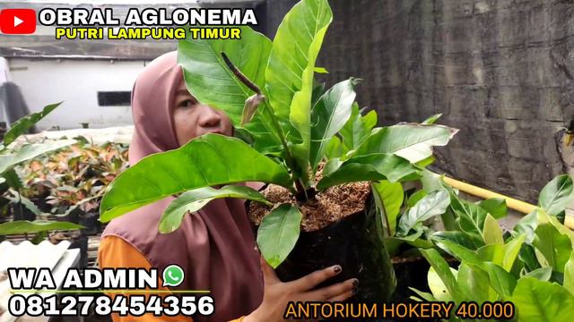 OBRAL AGLONEMA MURAH🥰 KOLEKSIAN LOKALAN MENORITA, WAJIB BONUS😘 смотреть онлайн