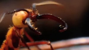 Факты о животных! Интересные факты о муравьях