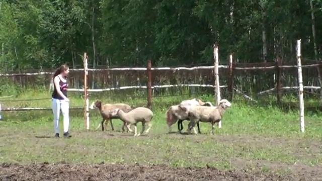 Чили, Тест на наличие пастушьего инстинкта смотреть онлайн