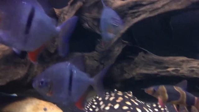 Арована содержание смотреть онлайн