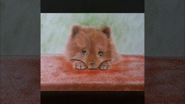 How to draw a dog. Spitz/Как нарисовать собачку.Шпиц.Померанский смотреть онлайн