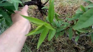 Восстановление персика после сильного подмерзаний