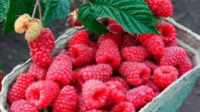 8 лучших сортов малины смотреть онлайн