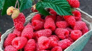 8 лучших сортов малины