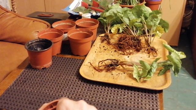 💥WYGRAJ💥Syngonium White Butterfly - przesadzanie👨🌾, rozmnażanie🌱, pielęgnacja💥Konkurs💥| Beczka Wod смотреть онлайн