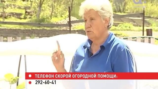 Голова садовая. Как ухаживать за луком в июне смотреть онлайн