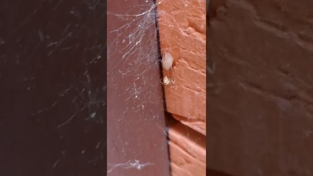 самые опасные пауки на земле вторая часть