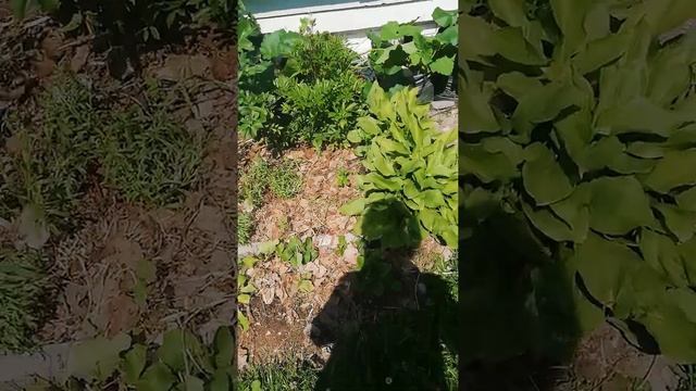 Как спасти землю в жару Мульча смотреть онлайн