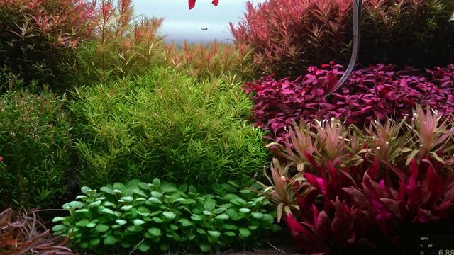 Planted Aquarium Maintenance смотреть онлайн