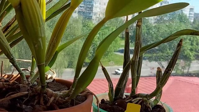 Мои ошибки с Каттлеями. смотреть онлайн