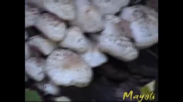 Кто может опознать эти необыкновенные грибы? смотреть онлайн