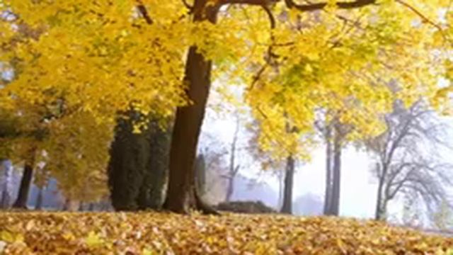 Enchanting Autumn Forests with Beautiful Piano Music?4K Autumn Ambience & Fall Foliage смотреть онлайн