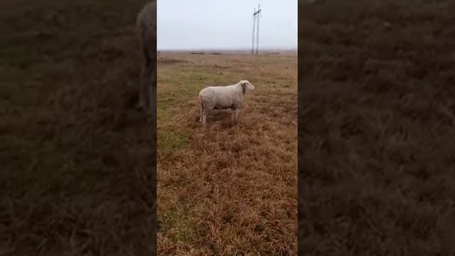 #тексель #барахолка #баран смотреть онлайн