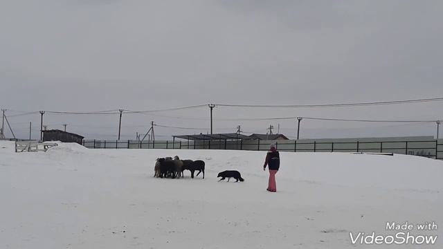 Бордер колли пасут овец смотреть онлайн