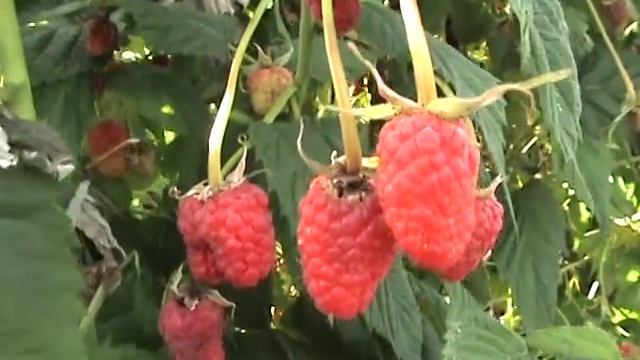Малина Маросейка и Жёлтый Гигант, крупноплодная малина смотреть онлайн